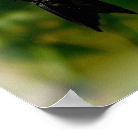 Poster Psaume colibri 121:7-8 (Coin)