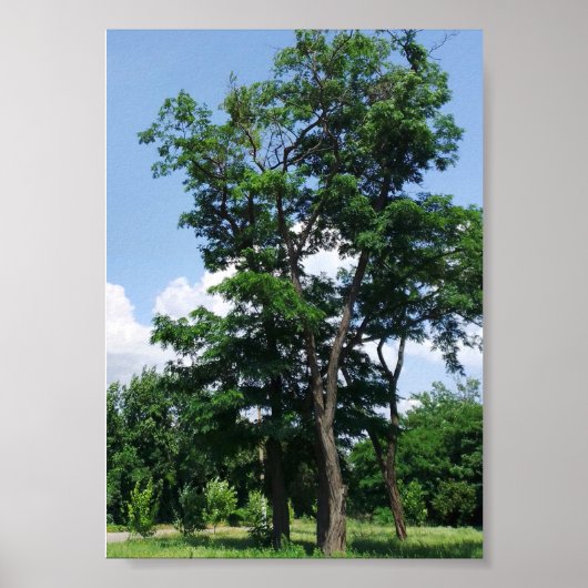 Poster Pseudo acacia robinique solitaire sous le ciel ble (Devant)