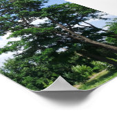 Poster Pseudo acacia robinique solitaire sous le ciel ble (Coin)