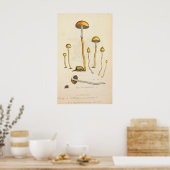 Poster Psilocybe semilanceata Illustration du champignon (Cuisine)