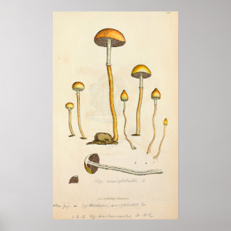 Poster Psilocybe semilanceata Illustration du champignon