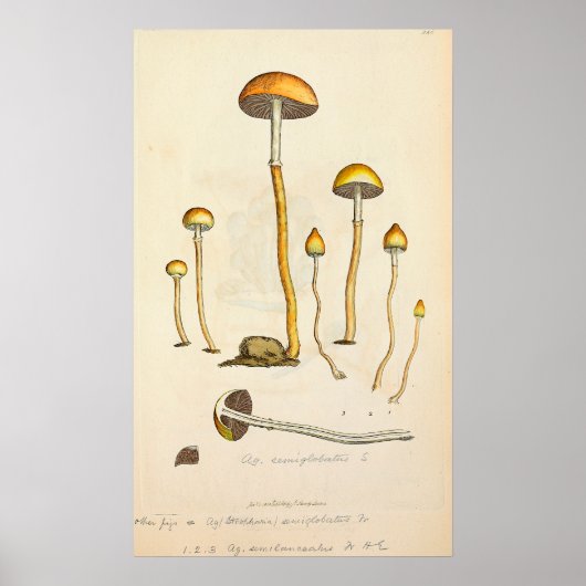 Poster Psilocybe semilanceata Illustration du champignon (Devant)