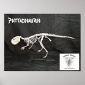 Poster Psittacosaurus Squelette (Devant)