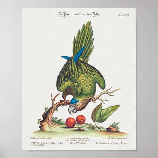 Poster Psittacus minor gutture fusco, occidentalis 1749 (Devant)
