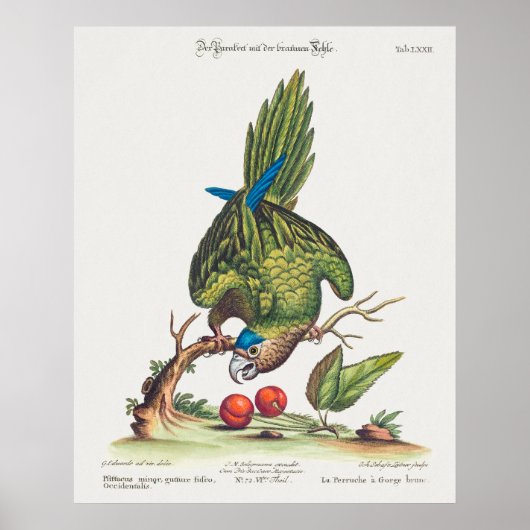Poster Psittacus minor gutture fusco, occidentalis 1749 (Devant)