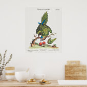 Poster Psittacus minor gutture fusco, occidentalis 1749 (Cuisine)