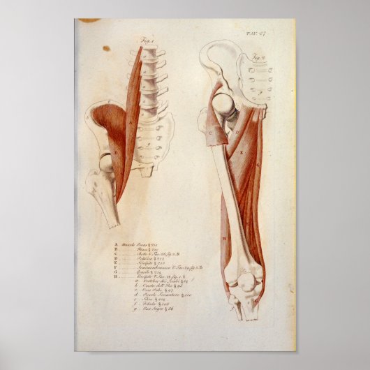 Poster Psoas Lumbar Anatomie des muscles de la colonne ve (Devant)