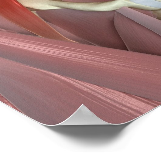 Poster Psoas Major (Coin)