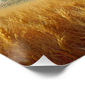 Poster Psychédélique Paisley Champhrooms (Coin)