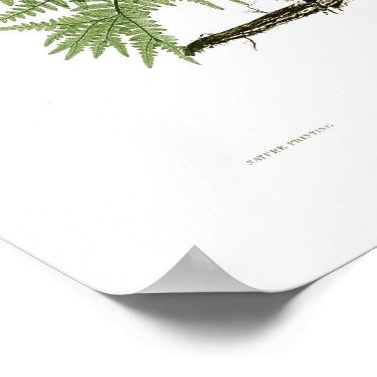 Poster Pteridium aquilinum (Coin)