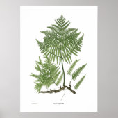 Poster Pteridium aquilinum (Devant)