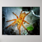 Poster Pterinochilus murinus (Devant)