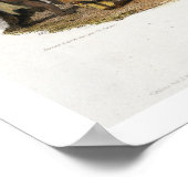 Poster Ptihn-Tak-Ochata, Danse des femmes mandanes, plaqu (Coin)