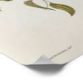 Poster Ptilinopus Ewingii (Coin)