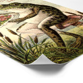 Poster Publicité grenouille de l'ère victorienne sur cham (Coin)