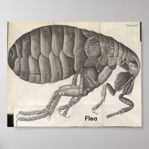 Poster Puce, puce