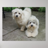 Poster Puces à l'huile (Devant)