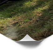 Poster Puch Haflinger (Coin)