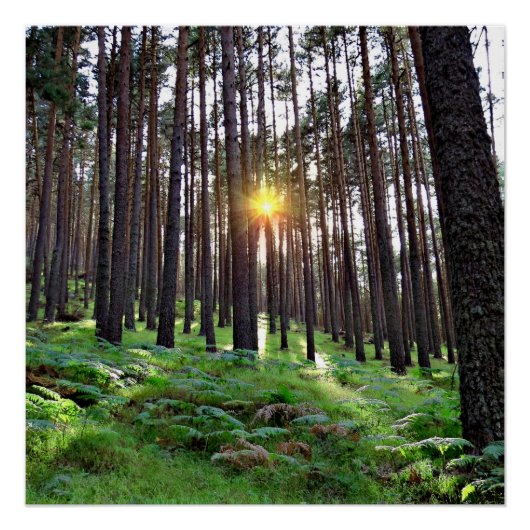 Poster Puesta de Sol en el bosque (Devant)