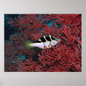 Poster Puffer à Sharpnose dans le corail (Devant)