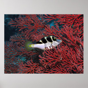 Poster Puffer à Sharpnose dans le corail
