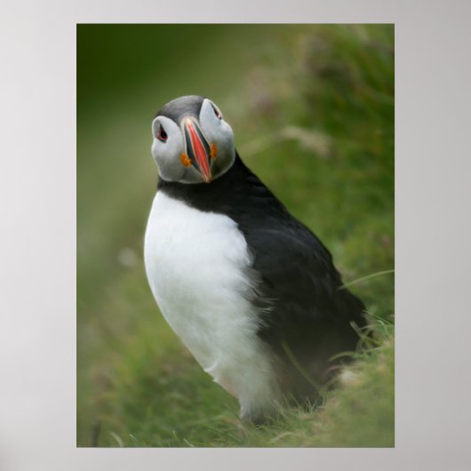 Poster Puffin (Devant)