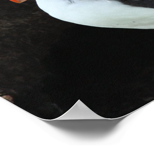 Poster Puffin (Coin)