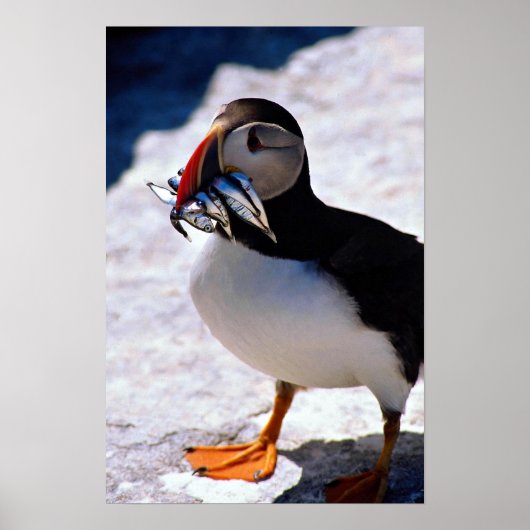 Poster Puffin (Devant)