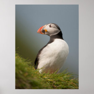 Poster Puffin