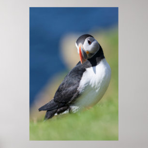 Poster Puffin Atlantique (Fratercula Arctica) Sur La Fala