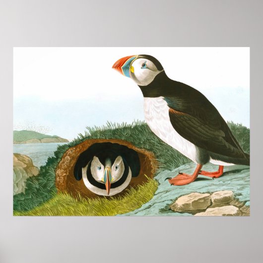 Poster Puffin de John James Audubon (Devant)