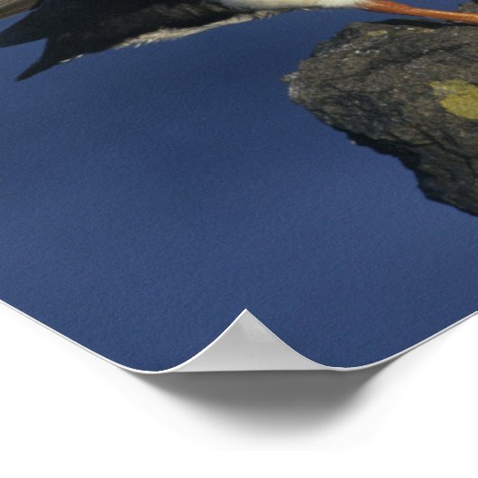 Poster Puffin de l'Atlantique (Coin)