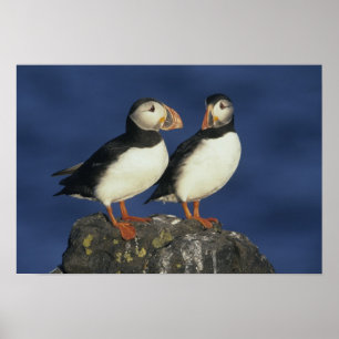 Poster Puffin de l'Atlantique