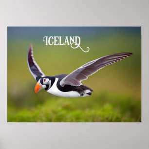 Poster Puffin d'Islande