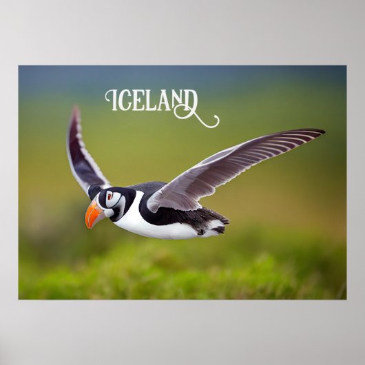 Poster Puffin d'Islande (Devant)