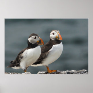 Poster Puffin Duo