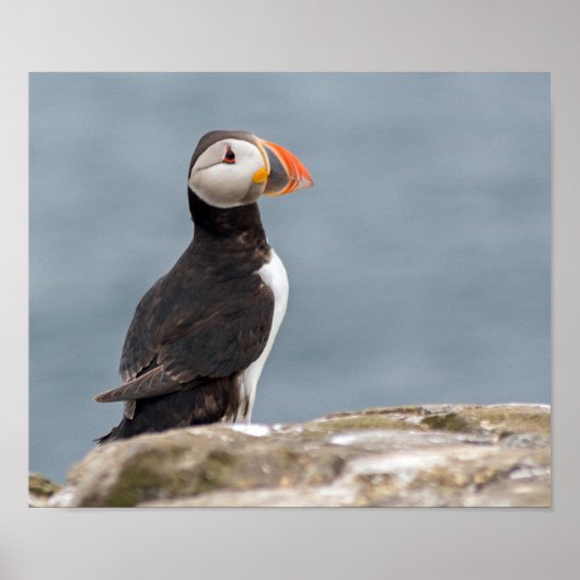 Poster Puffin-foto's (Voorkant)