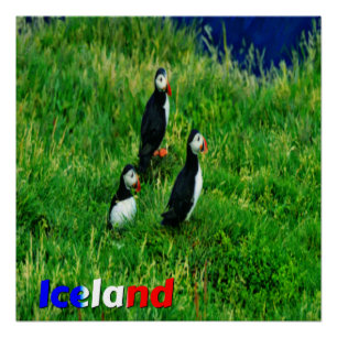 Poster Puffins