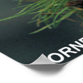 Poster Puffins à cornes (Coin)