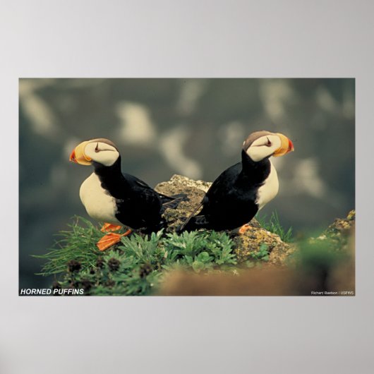 Poster Puffins à cornes (Devant)