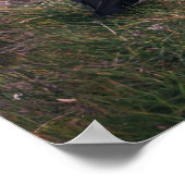 Poster Puffins de l'Atlantique (Coin)