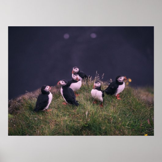 Poster Puffins de l'Atlantique (Devant)