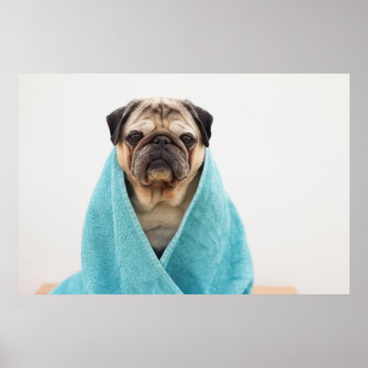 Poster Pug (Devant)
