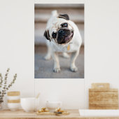 Poster Pug Head Tilt (Cuisine)