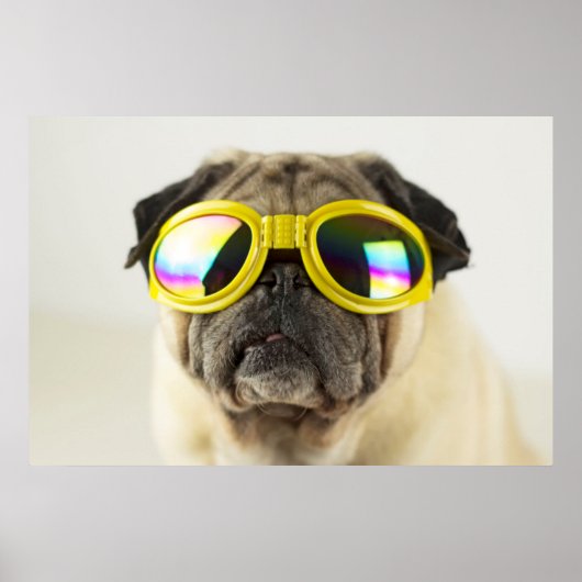 Poster Pug with Goggles (Devant)
