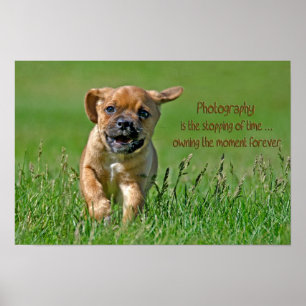 Poster Puggle en fuite