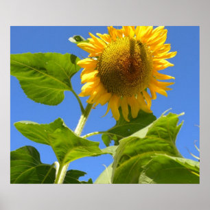 Poster Puissance de tournesol