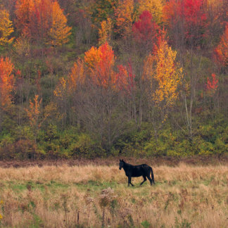 Poster Puissance du cheval