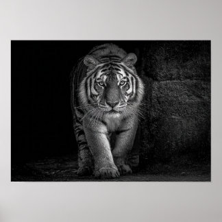Poster Puissance et Présence - Faune du Tigre Monochrome