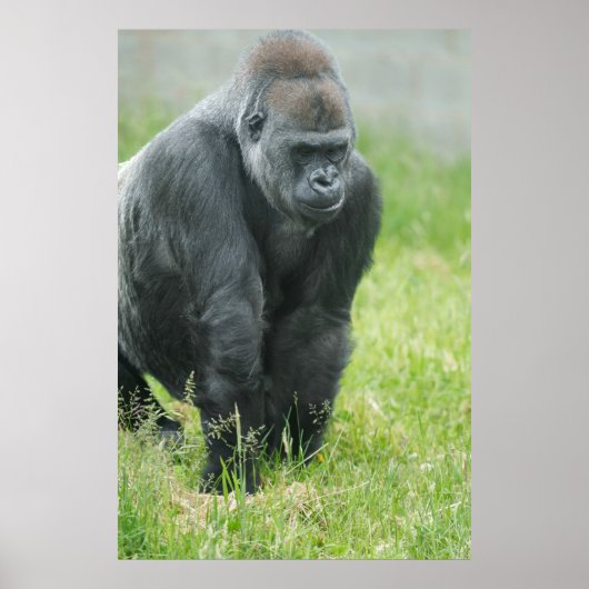 Poster Puissance et puissance d'Ozala (Devant)